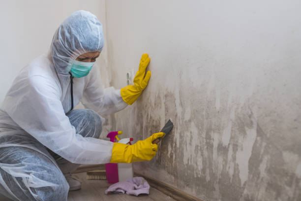 Best Mold Cleaning Services  in Grayson, CA