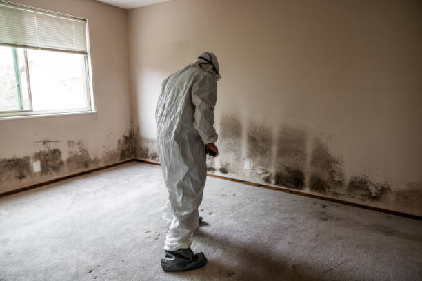 Best Attic Mold Removal  in Grayson, CA